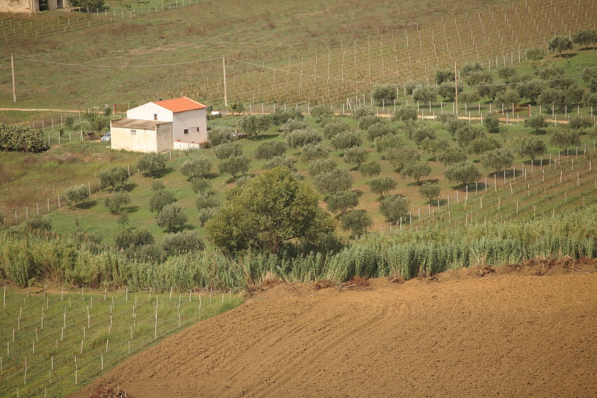 olio extravergine siciliano
