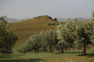 olive harvest in Sicily